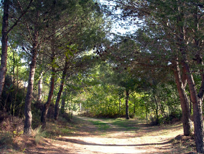ruta pinares de la barrosa chiclana